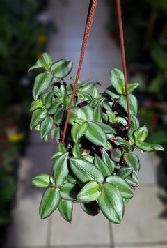 Tradescantia zebrina bols 18