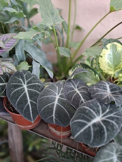 Alocasia Black Velvet