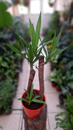 YUCCA M19