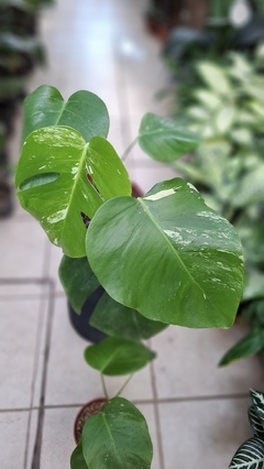 Monstera variegata