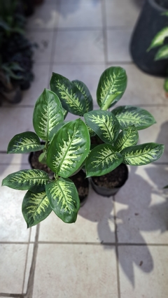 Dieffenbachia Tropic m14/3lt - comprar online