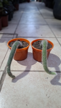 Cactus cola de mono - comprar online