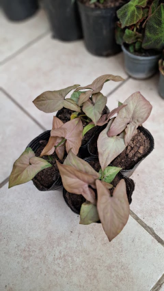 Syngonium rosado chico m10 / singonio - comprar online