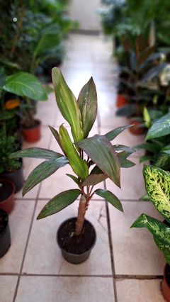 Dracena Rubra M15 - comprar online