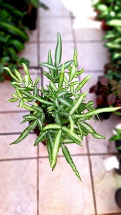 Helecho Pteris - comprar online