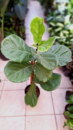 Ficus Pandurata - comprar online