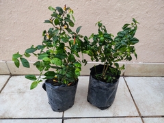 Ficus benjamina 3l chico