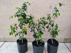 Ficus benjamina 3l chico - comprar online