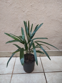 Raphis Excelsa 3lt