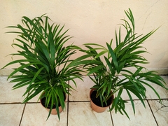 Areca m19