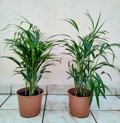 Areca m19 - comprar online