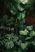 Plantas de interior 