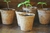 Imagen de Kit Plantable Biodegradable