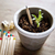 Lápiz plantable c/ semillas - comprar online