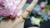 Imagen de PILEA RING