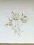Set pins florales - comprar online
