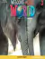 Welcome To Our World 3 Activity Book All Caps American 2Nd Ed