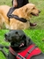 Arneses Pet Dog Reforzado extra resistente en internet