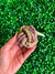 Pelota soga trenzada reforzada - tienda online
