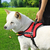 Arneses Pet Dog Reforzado extra resistente en internet