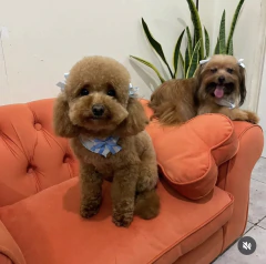 Sillon DOG en internet