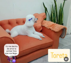 Sillon DOG - Sillones PROMO