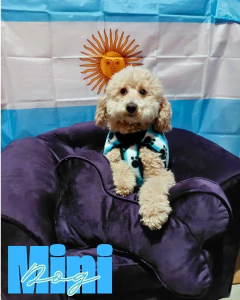 Sillon DOG - tienda online
