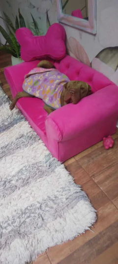 Sillon DOG