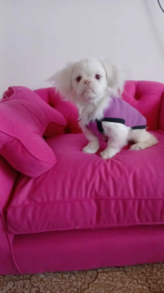 Sillon DOG - comprar online