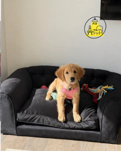 Sillon DOG - comprar online