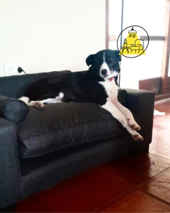 Cama PEDRO - comprar online