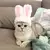 Gorro de Conejo para gato