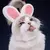 Gorro de Conejo para gato en internet