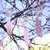 Furin Japoneses (Campanas de Viento