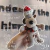 Llavero Gromit Navideño en internet