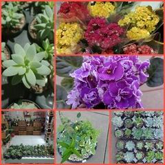 Banner da categoria PLANTAS