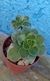 Aeonium Haworthii (pote 6) - comprar online