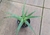 Aloe vera (pote 15)