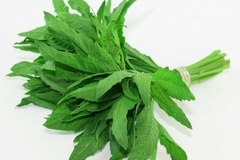 EPAZOTE MANOJO