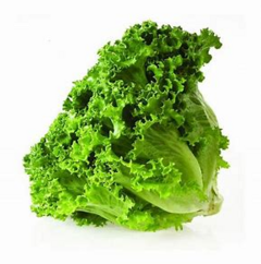 LECHUGA ITALIANA PIEZA
