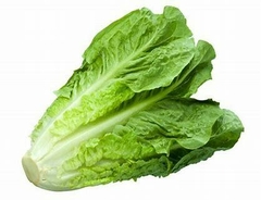 LECHUGA LARGA PIEZA