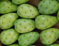 TUNAS 500 GR