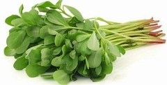VERDOLAGAS