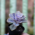 Echeveria Perle pote 09 - comprar online
