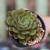 Echeveria Paula pote09