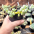 cotyledon pendens pote9 - comprar online