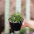 Dyckia Brevifolia pote11 - comprar online