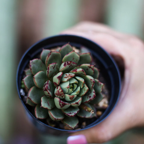 Echeveria Shamrock pote09