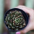 Echeveria Shamrock pote09
