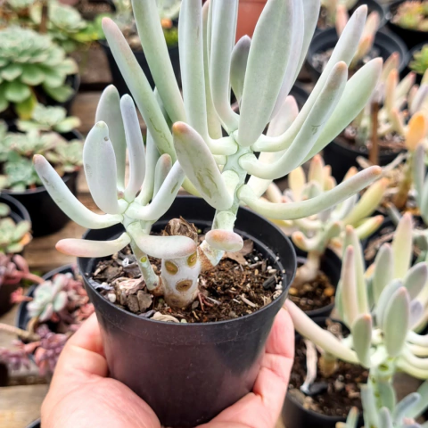 Cotyledon orbiculata pote 9